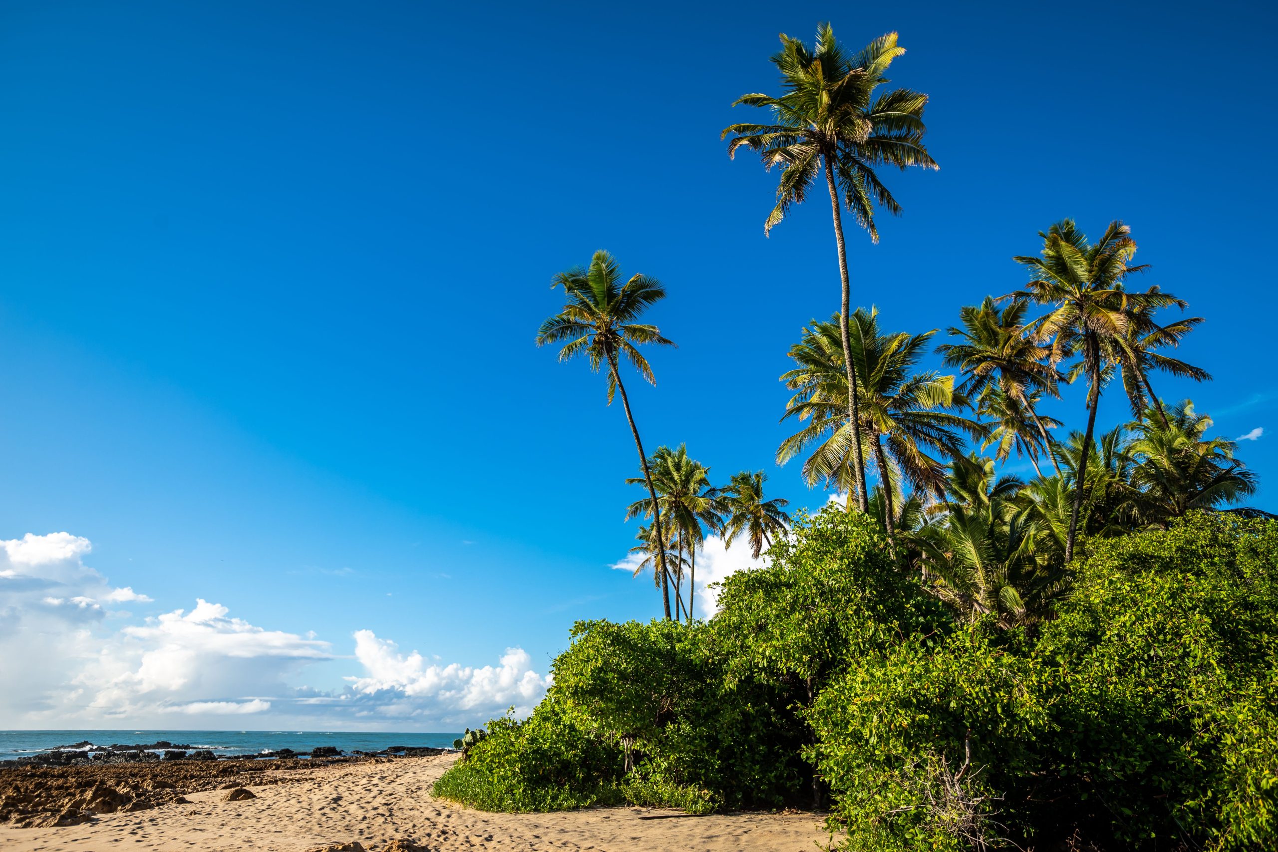 Bright tropical beach with palm trees against a clear blue sky